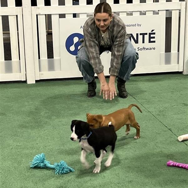 Q424 Staffing World puppies playing